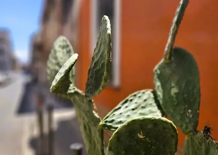 Marisol * 卡塔尼亚